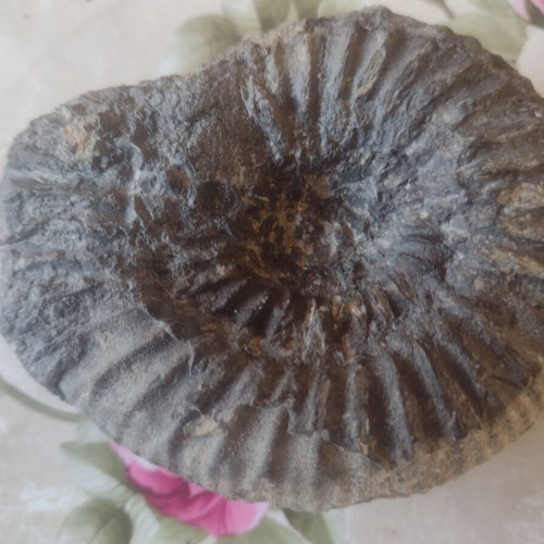 Decorative ammonite fossil like new