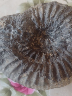 Decorative ammonite fossil like new