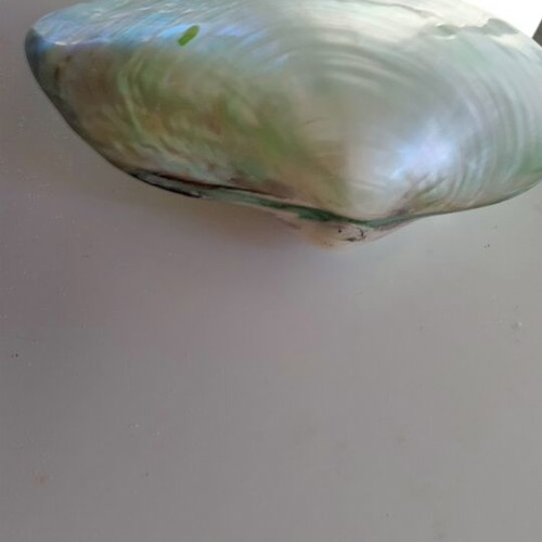 Mother of Pearl Collectible Freshwater Mussel Shell new, 6cm