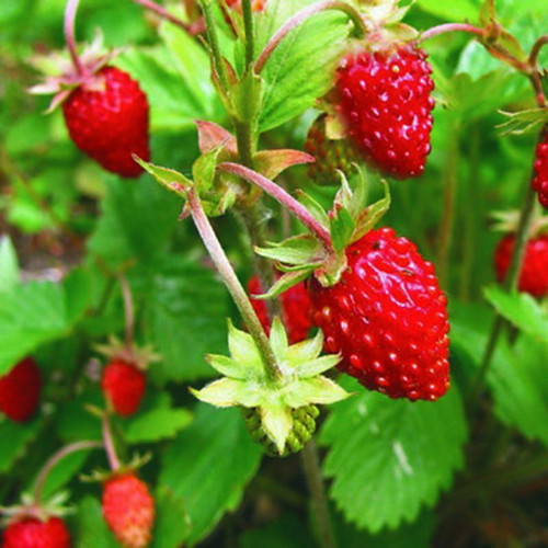 Fragaria Vesca wild strawberry seeds, pack of 30
