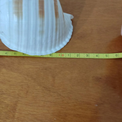 Natural shells like new, pack of 4 large