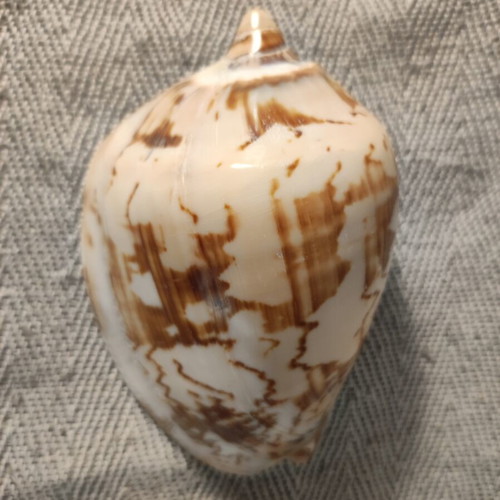 Voluta seashell like new, 11x7x6 cm