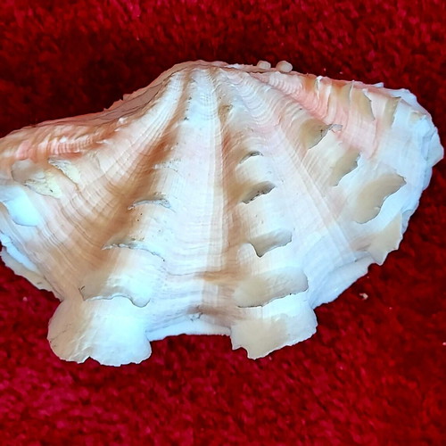 Tridacna Squamosa Seashell used, decorative coastal clam