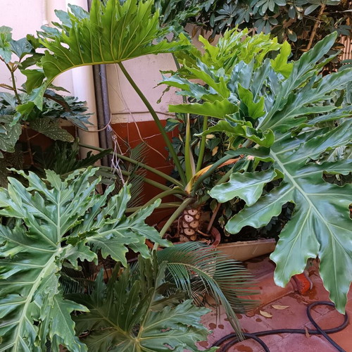 Philodendron bipinnatifidum with concrete pot, height 119 cm, diameter 170 cm