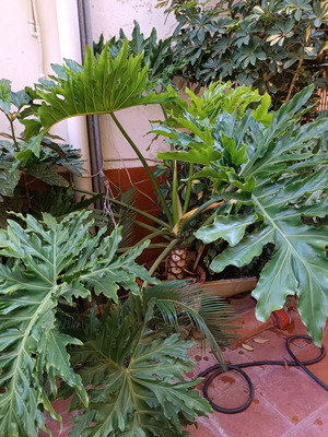 Philodendron bipinnatifidum with concrete pot, height 119 cm, diameter 170 cm