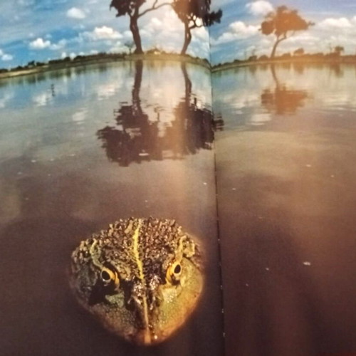 Wildlife Photography Books like new, pack of 6 large albums