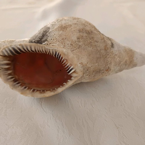 Triton sea shell used, old