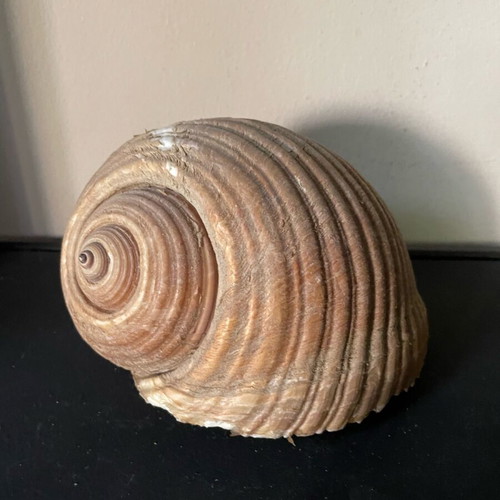Sea shell Bouhona used, medium size Tonna Galea