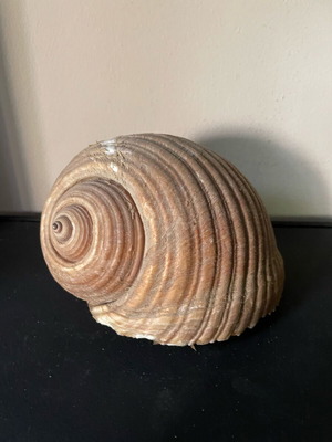 Sea shell Bouhona used, medium size Tonna Galea