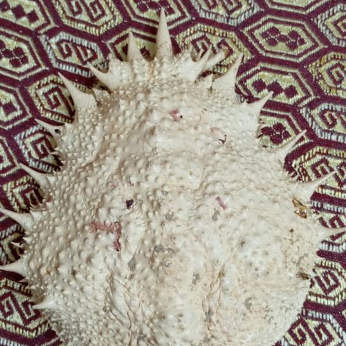 Crab shell like new, decorative Maja squinado carapace 19 cm
