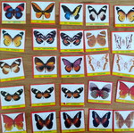 CAROUSEL BUTTERFLIES
