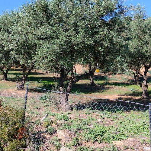 Οικόπεδο 4.047 τ.μ. γωνιακό με ελαιόδεντρα και γεώτρηση στις Νέες Παγάσες