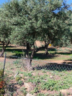 Οικόπεδο 4.047 τ.μ. γωνιακό με ελαιόδεντρα και γεώτρηση στις Νέες Παγάσες