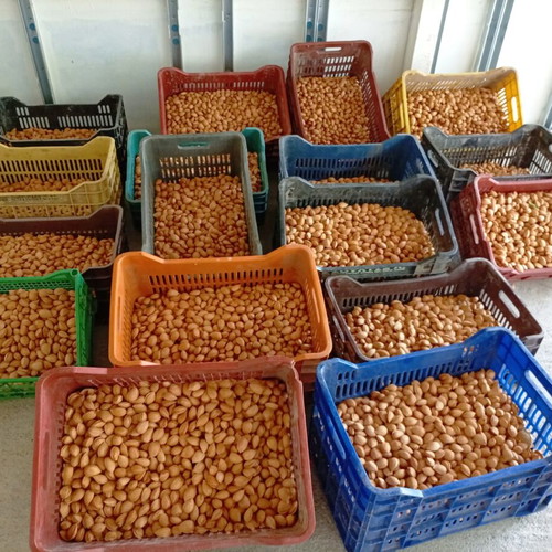 Tuono variety almonds fresh production with shell