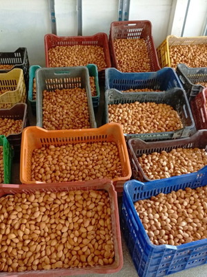 Tuono variety almonds fresh production with shell
