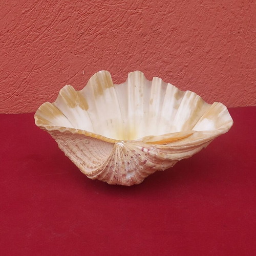 Large clam shell 20×14×10 cm, with hole for hanging or lamp