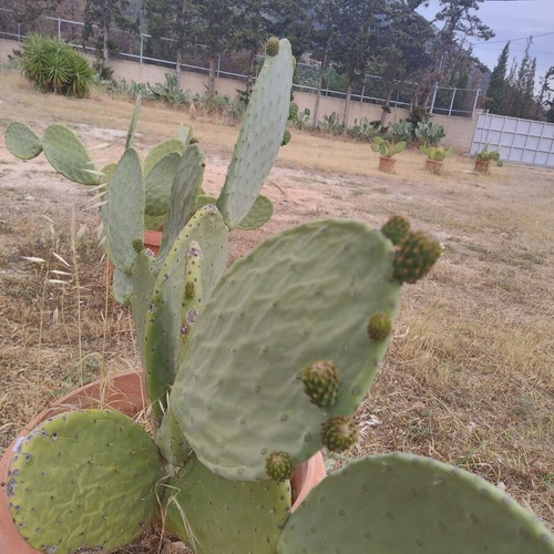 Prickly Pear Cactus in Pot, Like New, Medium Size 0.8m-1m Height