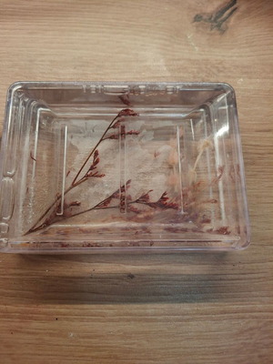 Bathroom soap holder plexiglass new