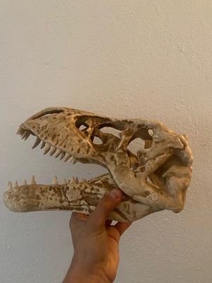 Dinosaur skeleton collectible like new, decorative