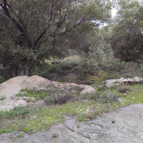 Land 18 acres with olive and mastic trees in Chios, buildable