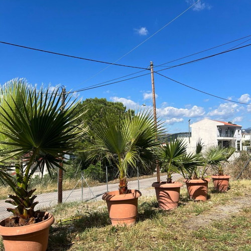 Palm trees new 1.5 meter