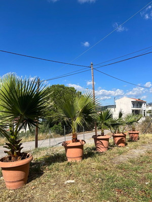 Palm trees new 1.5 meter