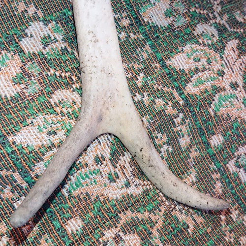 Northern deer antler like new, size as shown