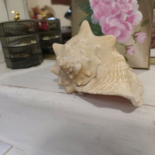 Large natural shell like new