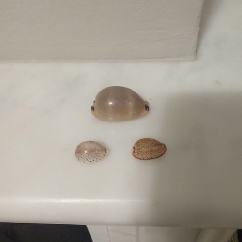 Cypraeidae shells like new, set of three from the Ionian Sea