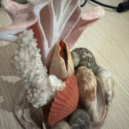 Decorative piece with shells and corals like new