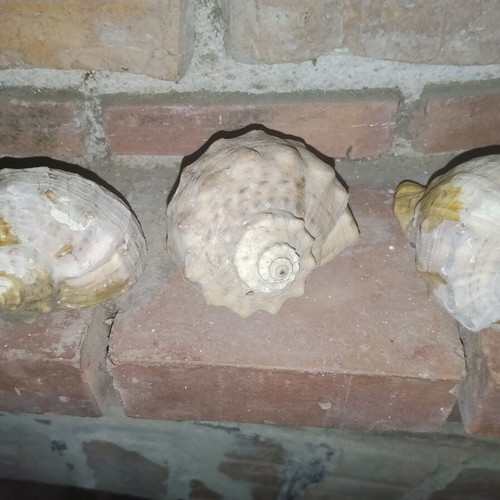 Large natural vintage Rapana sea shells from the Black Sea, set of 3