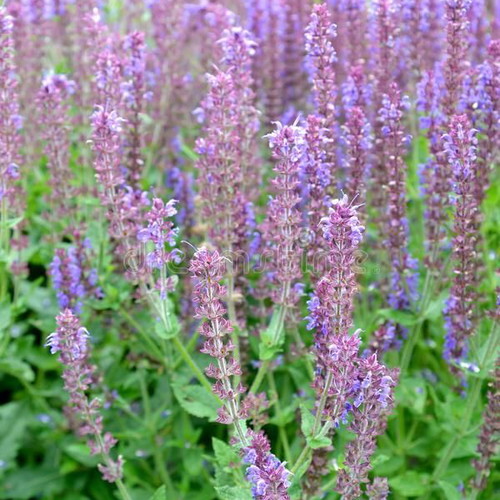 Salvia perennial aromatic plant purple sage seeds, pack of 20