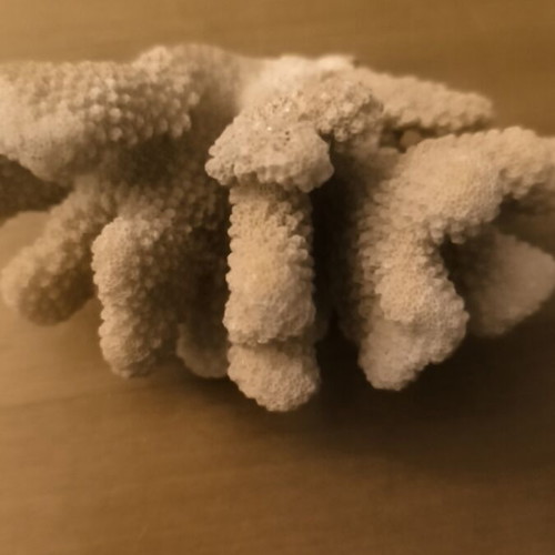 Cauliflower Coral used, natural beige for decoration or aquariums