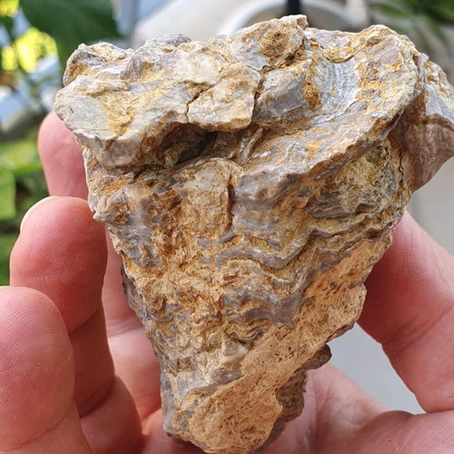 Multiblock Rudists Radiolites Fossil from Thebes Cretaceous