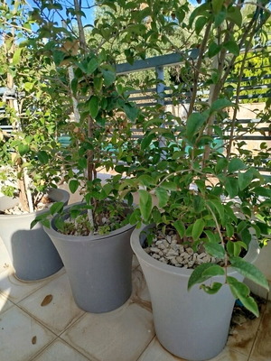 Garden pots with ligustrum like new, pack of 4, light gray