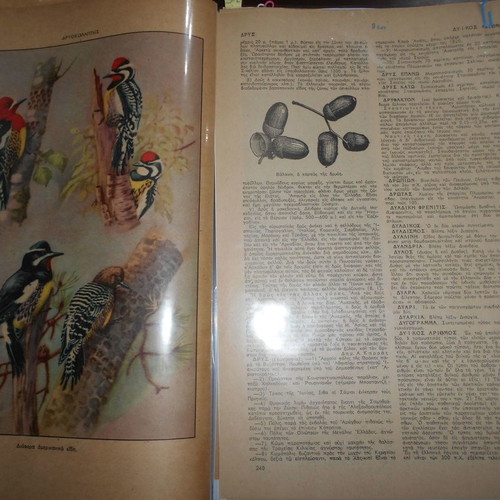 Forestry archive used with 40 lithograph clippings and articles from 1950s