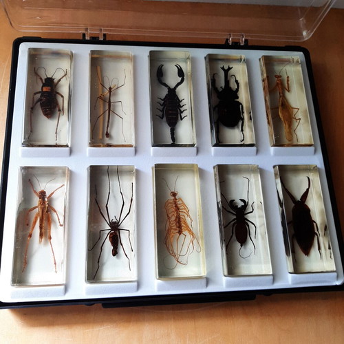 Insect collection like new with display case
