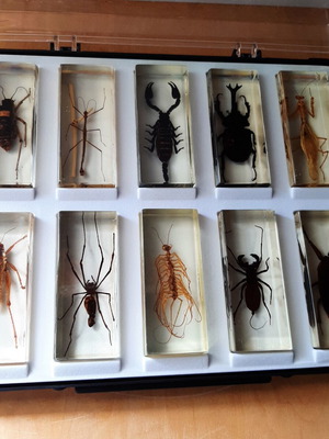 Insect collection like new with display case