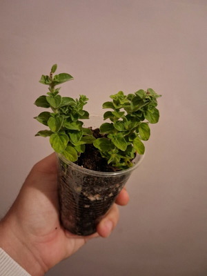 Box με 4 φυτά: Ρίγανη, Μέντα, Λεβάντα, Δεντρολίβανο καινούργιο