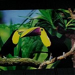  3D Κορνιζα Τουκαν Birds