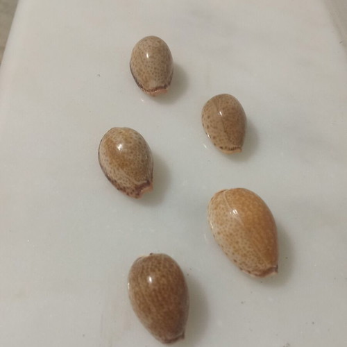 Cypraeidae shells like new, pack of 5, Ionian Sea