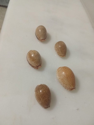 Cypraeidae shells like new, pack of 5, Ionian Sea