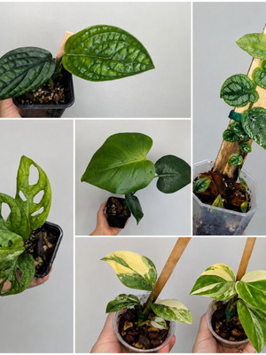 Monstera collection set of 5 plants new