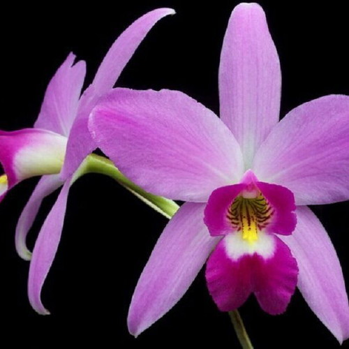 Cattleya orchid seeds, pack of 25, multicolored