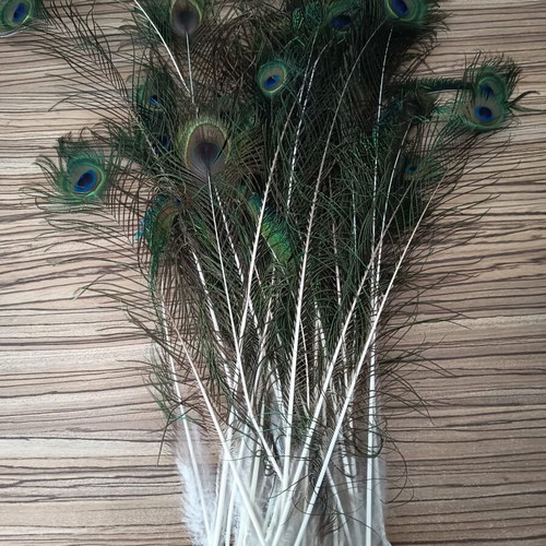 Peacock feathers new, pack of 40 in various lengths