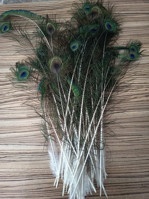 Peacock feathers new, pack of 40 in various lengths