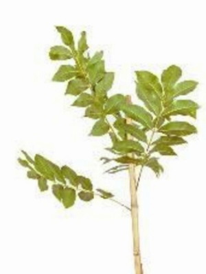 Pecan Tree Plant Height About 30 cm in Nursery Pot