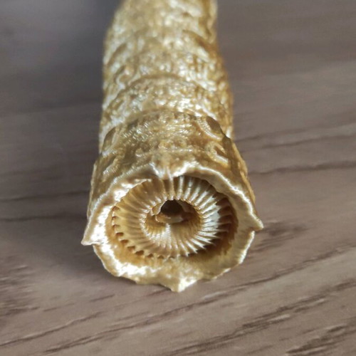 Dune sandworm new 3d printed with full movement freedom, 23 cm length