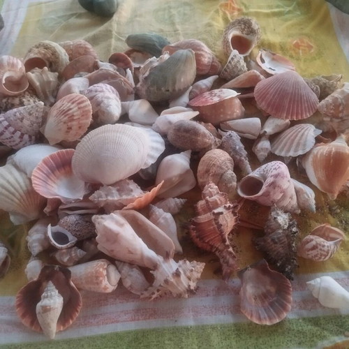 Seashells used, over 100, with seahorse and starfish