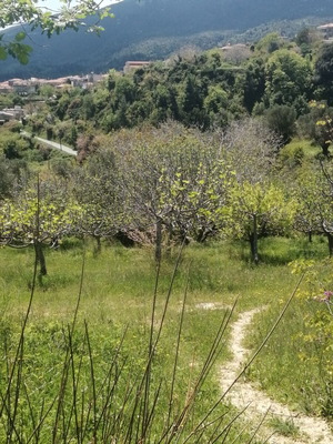 Αγροτεμάχιο οικοδομήσιμο 8.140 τ.μ. στην Εύβοια, Κύμη, Βίταλα